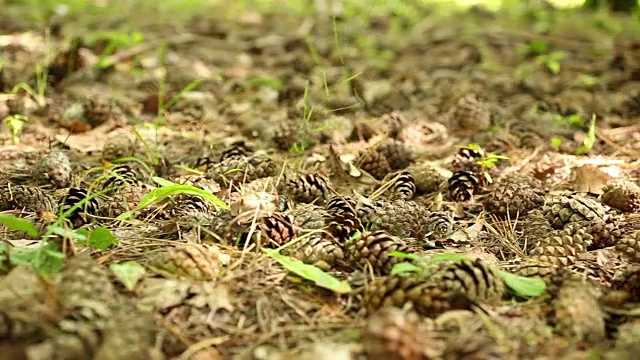 夏季松林地面视频素材