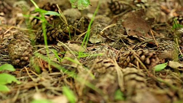 夏季松林地面视频素材