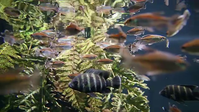 水族鱼在水下游泳视频素材