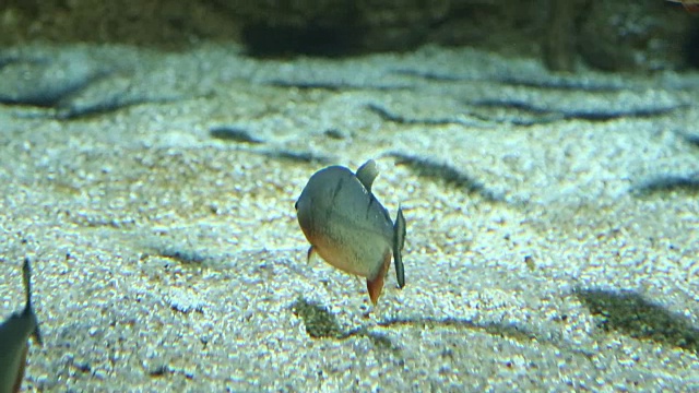 水族鱼在水下游泳视频素材