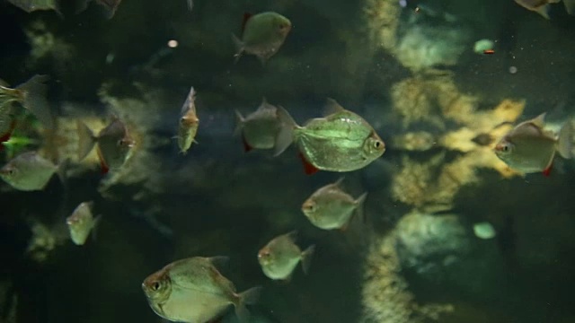 水族鱼在水下游泳视频素材