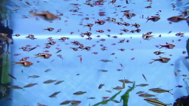 水族鱼在水下游泳视频素材