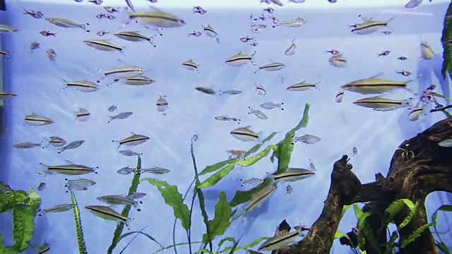 水族鱼在水下游泳视频素材