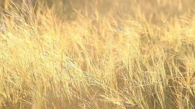 日落时美丽的草地视频素材