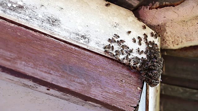 蜜蜂在屋顶上筑蜂巢并跳舞视频下载