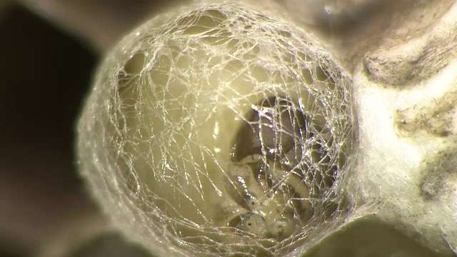 织茧纸蜂的幼虫视频素材画面1