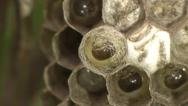 织茧纸蜂的幼虫视频素材画面2
