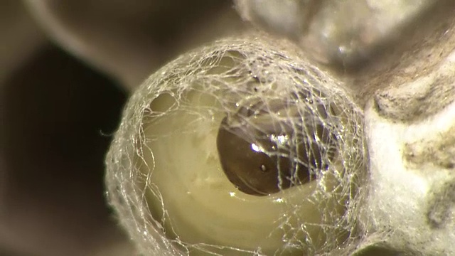 织茧纸蜂的幼虫视频素材画面3