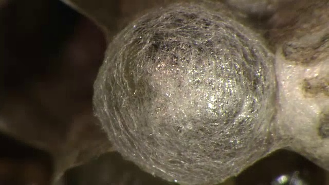 织茧纸蜂的幼虫视频素材画面4