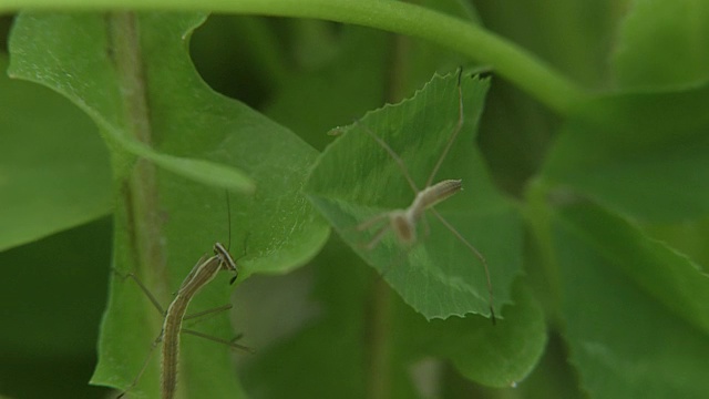 幼虫的螳螂视频素材