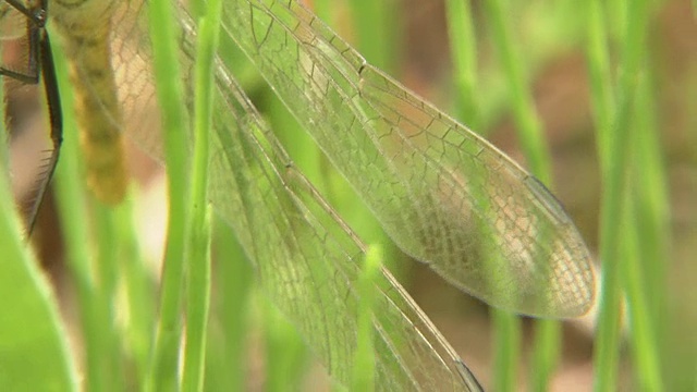 红蜻蜓就在哈奇后面视频素材