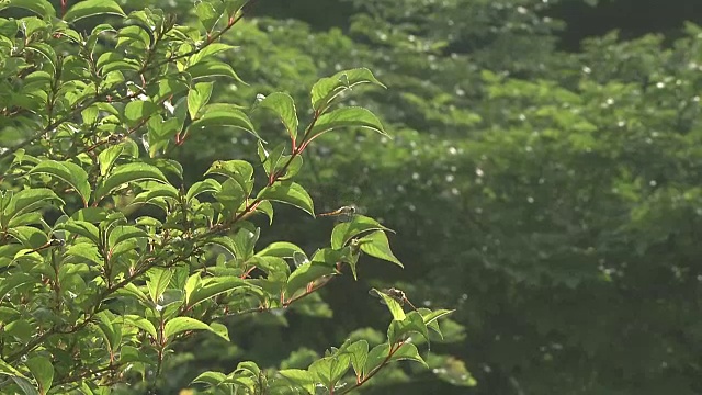 红色的蜻蜓视频素材