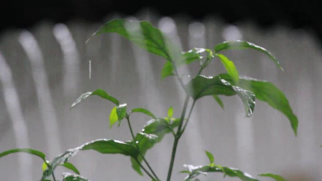 绿叶上的雨视频素材