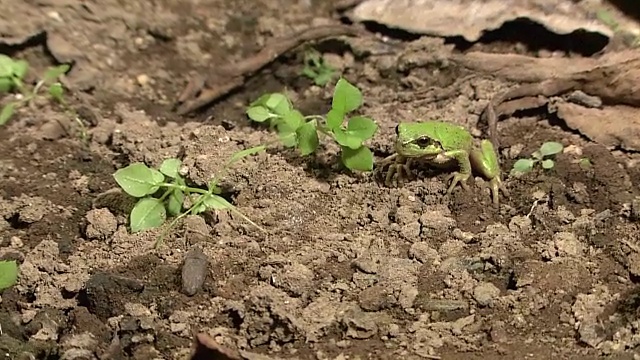 日本树蛙正在进食视频素材