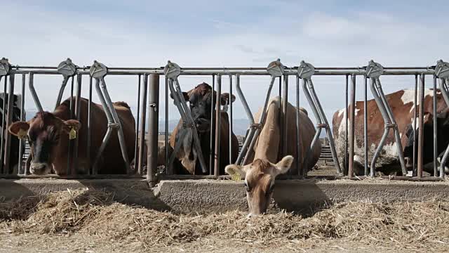 奶牛透过栅栏进食视频下载