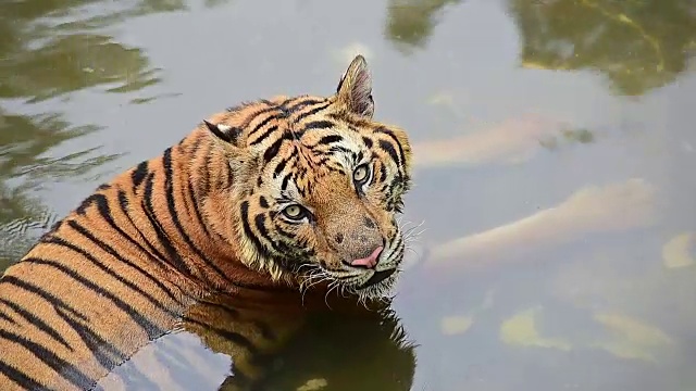 老虎在水里玩耍视频下载