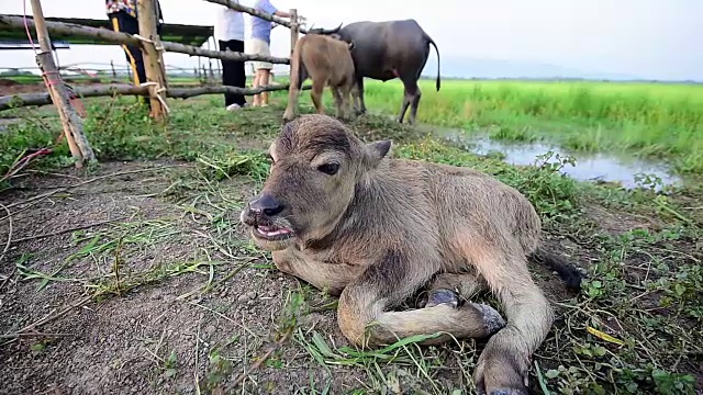 小水牛躺在草地上，特写视频下载