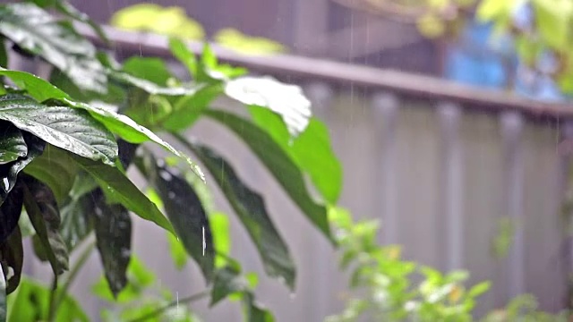 雨滴到叶视频下载