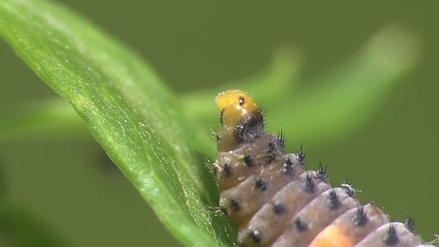 瓢虫幼虫排便视频素材