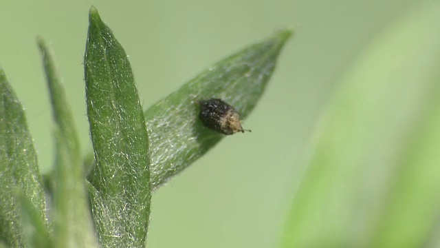 瓢虫幼虫排便视频素材