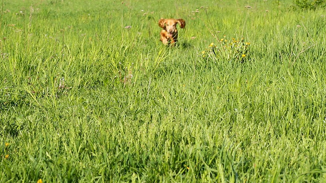 运行可卡犬视频素材