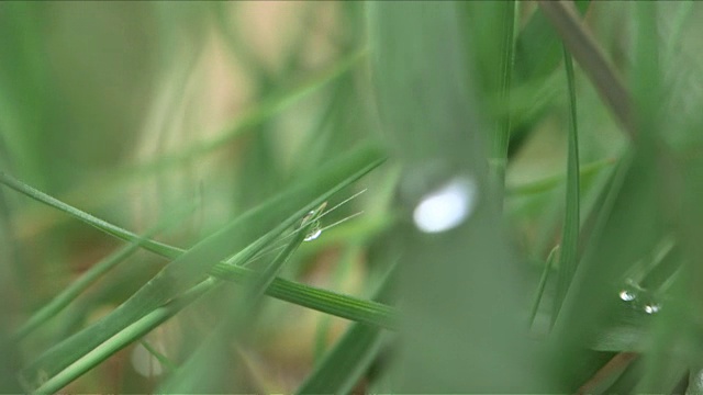 选择性地聚焦和近距离观察草叶上的单个液滴视频素材