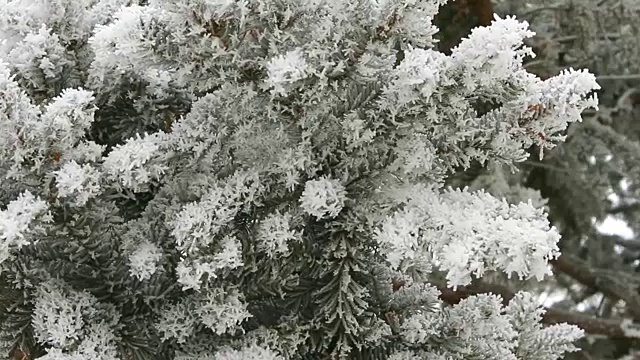 冬天的一天，松枝上覆盖着雪视频素材