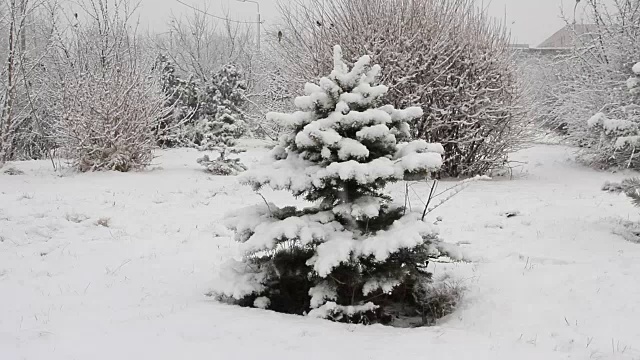 雪花睡着了云杉在白雪覆盖的公园里视频素材