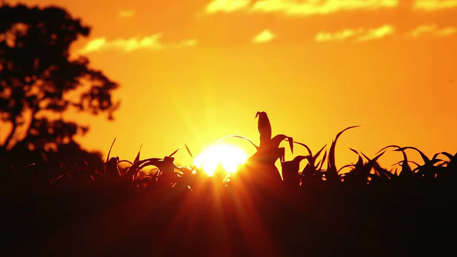 太阳落在农田上。视频素材