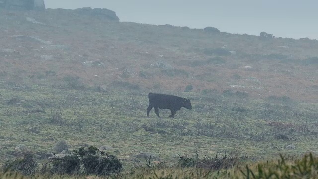 奶牛在风暴中走过贫瘠的土地视频素材