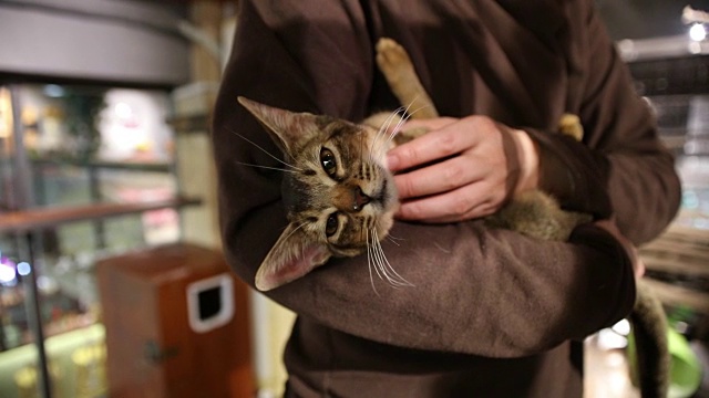 阿比西尼亚猫视频素材