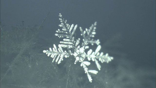 北海道大雪山火山群冬天的雪花视频素材