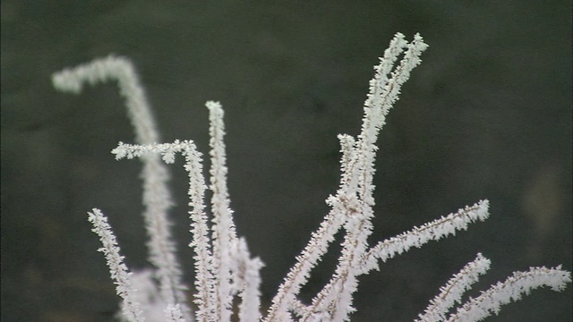 日光雾在植物近距离视频素材