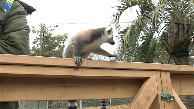 一只环尾狐猴从栏杆上跳下来，向一个空间加热器走去。视频素材