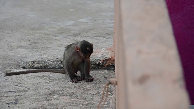 猴子视频素材