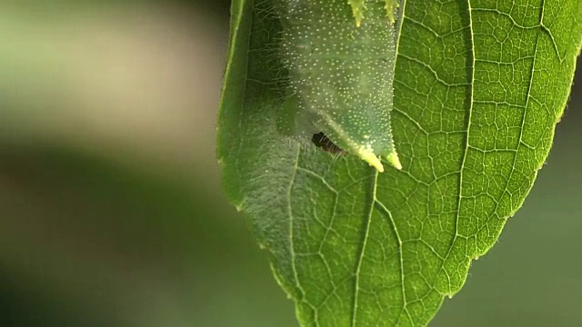 卡特彼勒留下排泄物视频素材