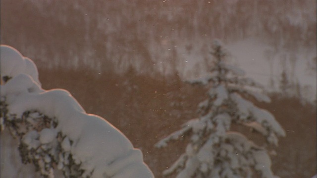 倾斜下的雪覆盖的树木，细雪落，日本视频素材