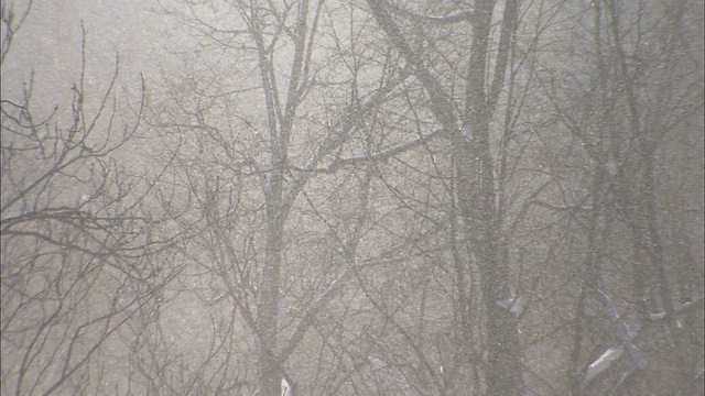 森林在厚厚的暴风雪期间，日本视频素材