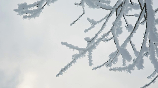 树枝在雪地里视频素材