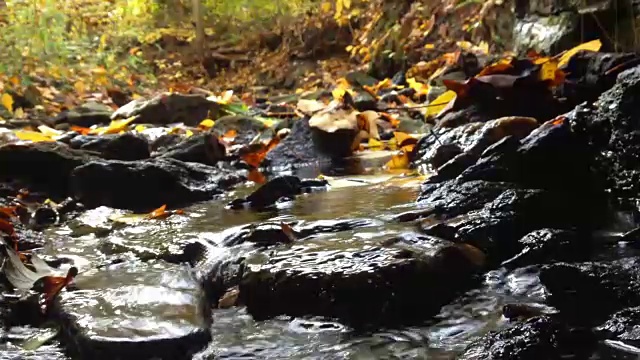 小溪流水和树叶视频下载