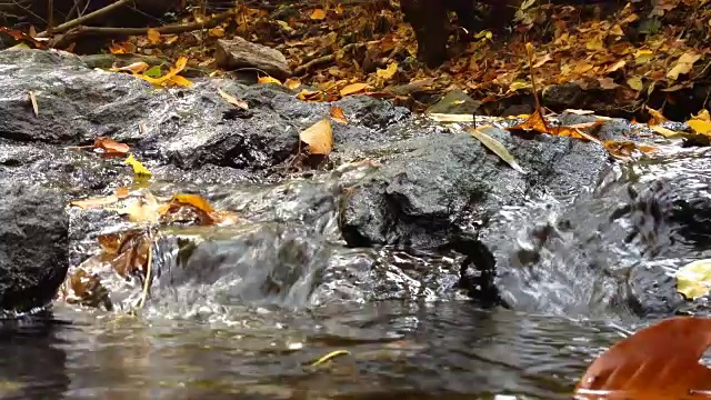 小溪流水和树叶视频下载