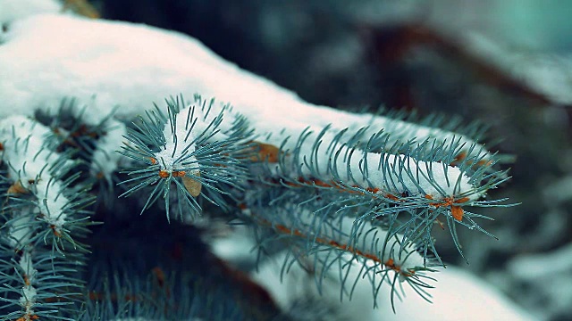 白雪覆盖的冷杉树在冬天的特写视频素材