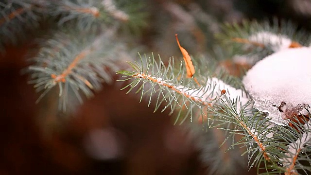 白雪覆盖的冷杉树在冬天的特写视频素材