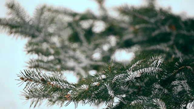 白雪覆盖的冷杉树在冬天的特写视频素材