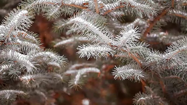 白雪覆盖的冷杉树在冬天的特写视频素材