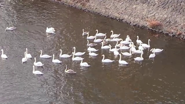 天鹅在河里或湖里游泳视频素材