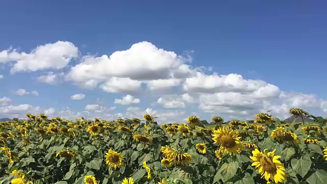 时断时续的向日葵农场或田地周围的山视频素材