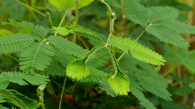 含羞草视频素材