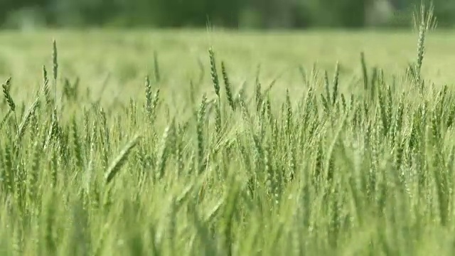 绿色麦田的特写视频素材