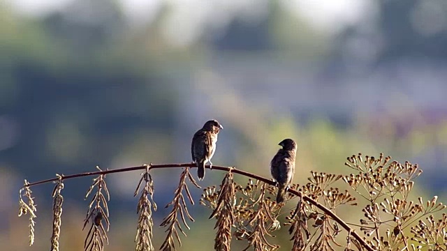 两只有鳞胸的文鸟休息和清洁翅膀视频素材